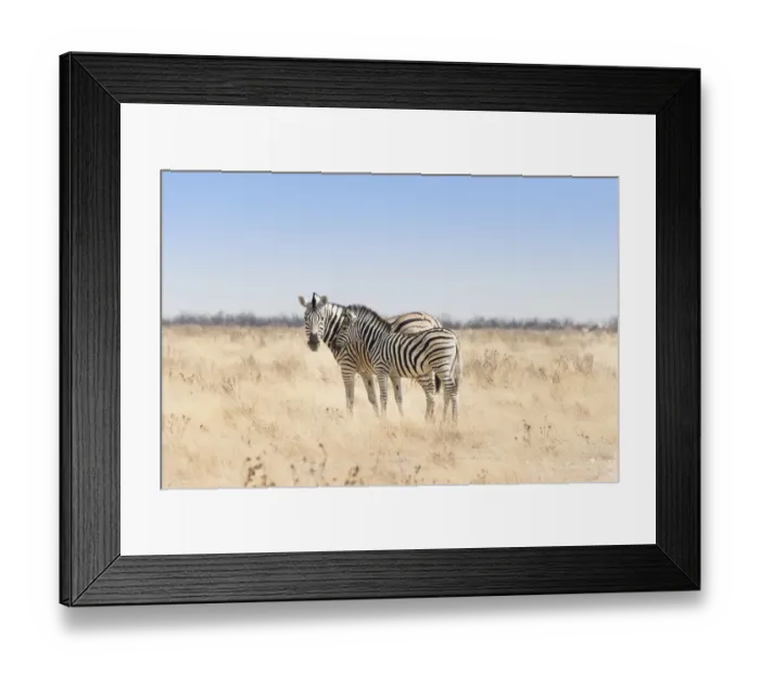 Framed Print : Plains Zebra -Equus quagga- with foal, Etosha National Park, Namibia Framed Print : Plains Zebra -Equus quagga- with foal, Etosha National Park, Namibia