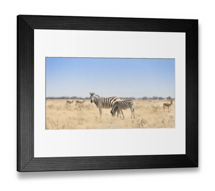Framed Print : Plains Zebra -Equus quagga- with foal, Etosha National Park, Namibia