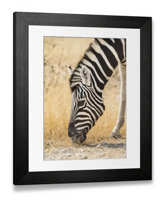 Framed Print : Plains Zebra -Equus quagga-, Etosha National Park, Namibia Framed Print : Plains Zebra -Equus quagga-, Etosha National Park, Namibia