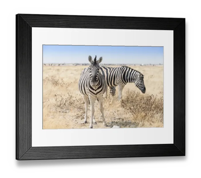 Framed Print : Plains zebras -Equus quagga-, Etosha National Park, Namibia Framed Print : Plains zebras -Equus quagga-, Etosha National Park, Namibia