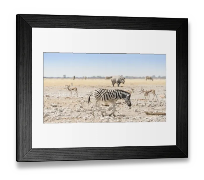 Framed Print : Plains Zebra -Equus quagga-, behind a black rhino -Diceros bicornis-, Etosha National Park, Namibia Framed Print : Plains Zebra -Equus quagga-, behind a black rhino -Diceros bicornis-, Etosha National Park, Namibia