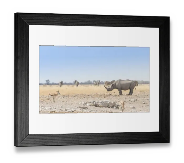 Framed Print : Black Rhinoceros -Diceros bicornis-, Etosha National Park, Namibia