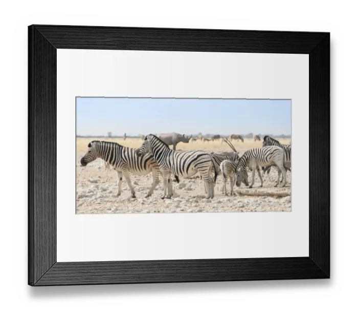 Framed Print : Plains zebras -Equus quagga-, herd, Etosha National Park, Namibia Framed Print : Plains zebras -Equus quagga-, herd, Etosha National Park, Namibia