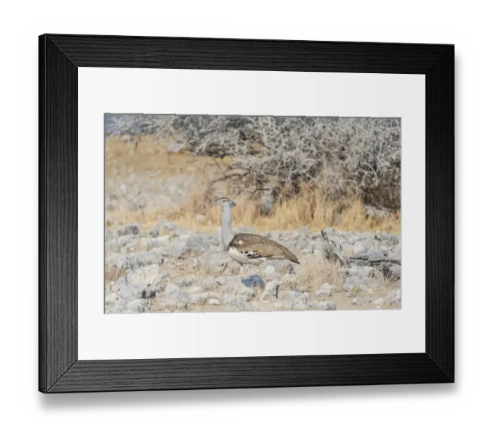 Framed Print : Kori Bustard -Ardeotis kori-, Etosha National Park, Namibia Framed Print : Kori Bustard -Ardeotis kori-, Etosha National Park, Namibia