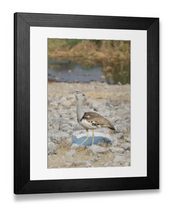 Framed Print : Kori Bustard -Ardeotis kori-, Etosha National Park, Namibia Framed Print : Kori Bustard -Ardeotis kori-, Etosha National Park, Namibia
