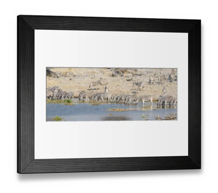 Framed Print : Plains zebras -Equus quagga-, herd drinking at the Homob waterhole, Etosha National Park, Namibia Framed Print : Plains zebras -Equus quagga-, herd drinking at the Homob waterhole, Etosha National Park, Namibia