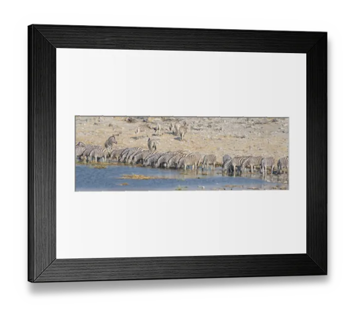 Framed Print : Plains zebras -Equus quagga-, herd drinking at the Homob waterhole, Etosha National Park, Namibia Framed Print : Plains zebras -Equus quagga-, herd drinking at the Homob waterhole, Etosha National Park, Namibia