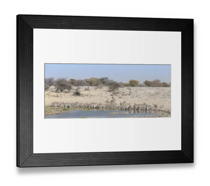 Framed Print : Plains zebras -Equus quagga-, herd drinking at the Homob waterhole, Etosha National Park, Namibia