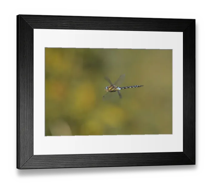 Framed Print : Southern Hawker -Aeshna cyanea- in flight, North Rhine-Westphalia, Germany Framed Print : Southern Hawker -Aeshna cyanea- in flight, North Rhine-Westphalia, Germany