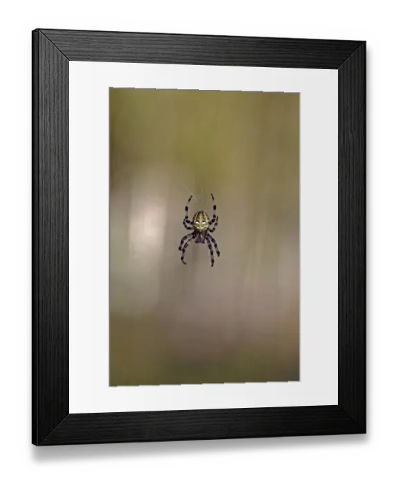 Framed Print : Four-spot orb-weaver -Araneus quadratus-, Lake Federsee region, Upper Swabia, Baden-Wuerttemberg, Germany, Europe Framed Print : Four-spot orb-weaver -Araneus quadratus-, Lake Federsee region, Upper Swabia, Baden-Wuerttemberg, Germany, Europe