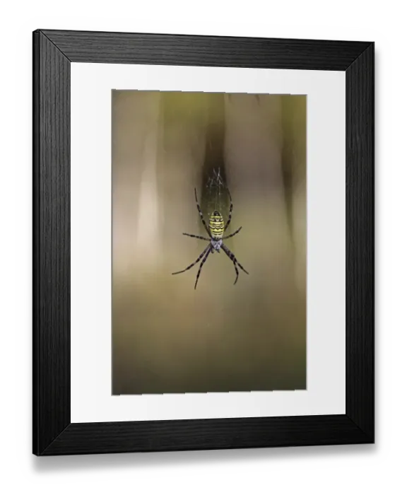 Framed Print : Wasp Spider -Argiope bruennichi-, Lake Federsee region, Upper Swabia, Baden-Wuerttemberg, Germany, Europe