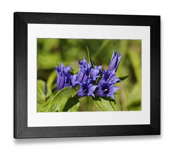 Framed Print : Milkweed Gentian -Gentiana asclepiadea-, Limestone Alps National Park, Upper Austria, Austria, Europe Framed Print : Milkweed Gentian -Gentiana asclepiadea-, Limestone Alps National Park, Upper Austria, Austria, Europe