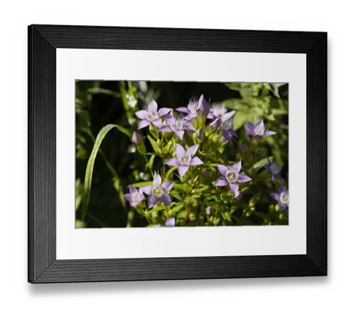 Framed Print : Rough Gentian -Gentiana aspera-, Limestone Alps National Park, Upper Austria, Austria, Europe Framed Print : Rough Gentian -Gentiana aspera-, Limestone Alps National Park, Upper Austria, Austria, Europe