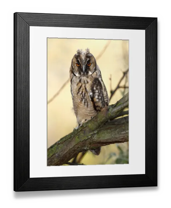 Framed Print : Long-eared Owl -Asio otus-, fledged young bird, branchling sitting on a branch, Apetlon, Lake Neusiedl, Burgenland, Austria, Europe Framed Print : Long-eared Owl -Asio otus-, fledged young bird, branchling sitting on a branch, Apetlon, Lake Neusiedl, Burgenland, Austria, Europe