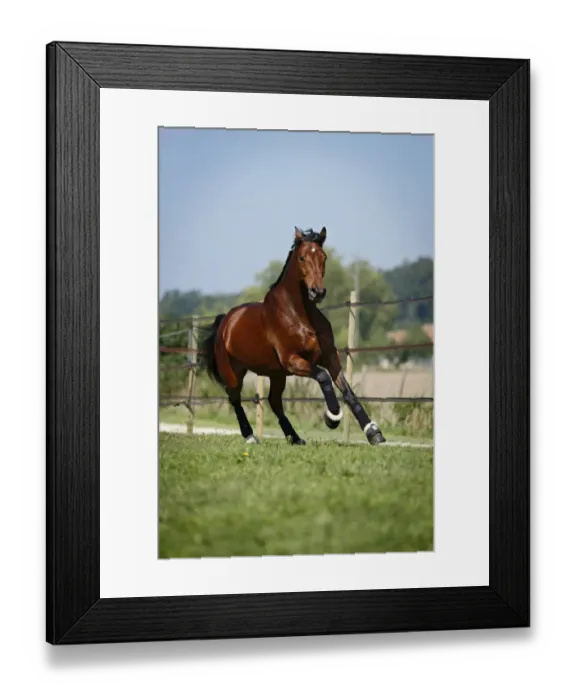 Framed Print : Holsteiner horse, bay gelding, galloping on meadow, Konstanz, Konstanz, Baden-Wurttemberg, Germany Framed Print : Holsteiner horse, bay gelding, galloping on meadow, Konstanz, Konstanz, Baden-Wurttemberg, Germany