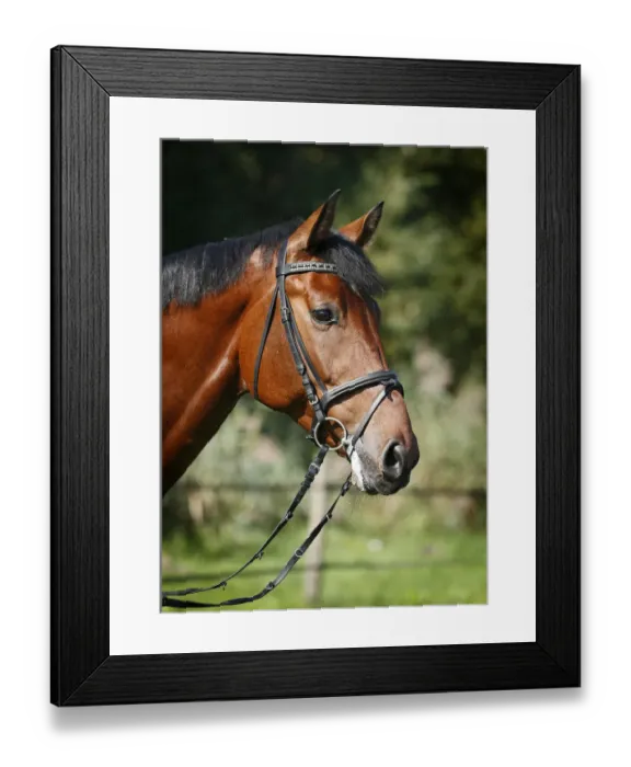 Framed Print : Holsteiner horse, bay gelding, portrait with bridle, Konstanz, Konstanz, Baden-Wurttemberg, Germany