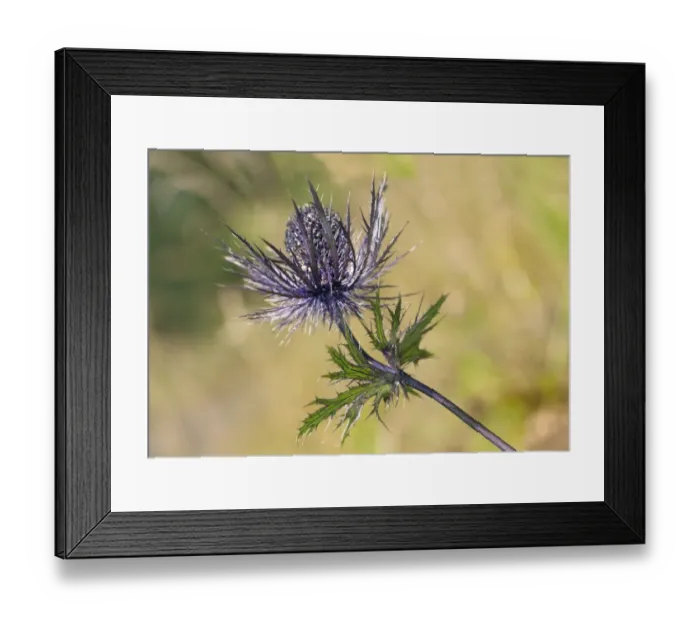 Framed Print : Alpine Sea Holly, Alpine Eryngo or Queen of the Alps -Eryngium alpinum-, inflorescence, Malbun, Liechtenstein Alps, Triesenberg, Liechtenstein
