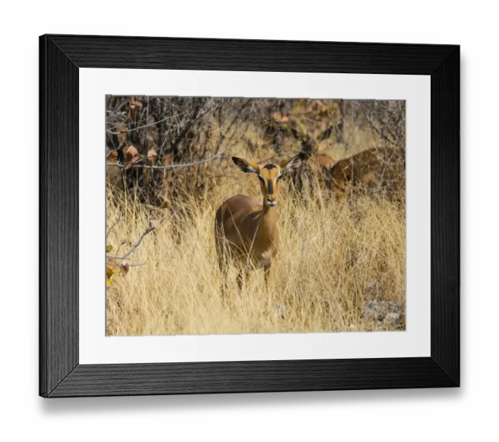 Framed Print : Black Faced Impala -Aepyceros melampus petersi- female standing in tall grass, Etosha National Park, Namibia Framed Print : Black Faced Impala -Aepyceros melampus petersi- female standing in tall grass, Etosha National Park, Namibia