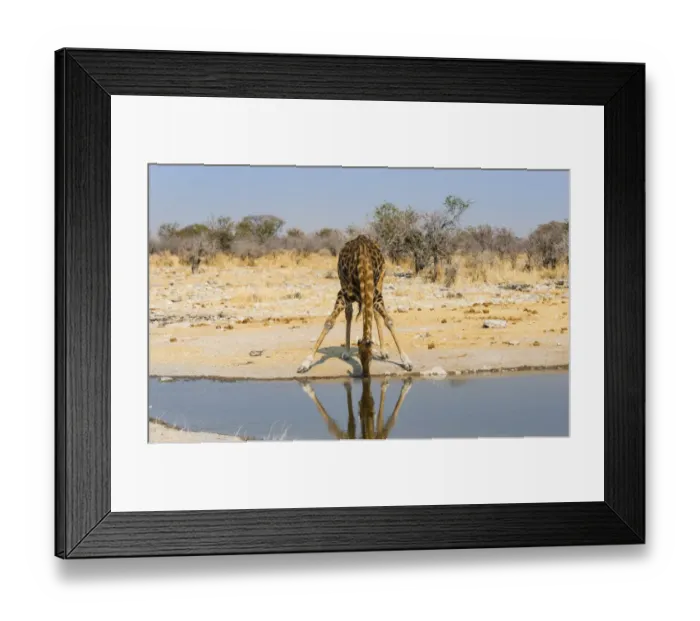 Framed Print : Giraffe -Giraffa camelopardalis- drinking at waterhole Kalkheuwel, Etosha National Park, Namibia