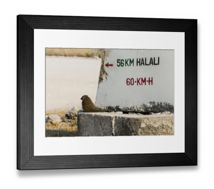 Framed Print : Banded mongoose -Mungos mungo- sitting next to a sign, Etosha National Park, Namibia Framed Print : Banded mongoose -Mungos mungo- sitting next to a sign, Etosha National Park, Namibia
