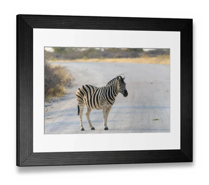 Framed Print : Burchells Zebra -Equus burchellii- on a road, Etosha National Park, Namibia Framed Print : Burchells Zebra -Equus burchellii- on a road, Etosha National Park, Namibia