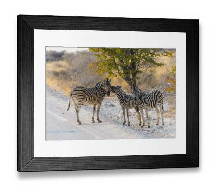 Framed Print : Burchells Zebra -Equus burchellii-, adult with two foals are the dirt road, Etosha National Park, Namibia Framed Print : Burchells Zebra -Equus burchellii-, adult with two foals are the dirt road, Etosha National Park, Namibia