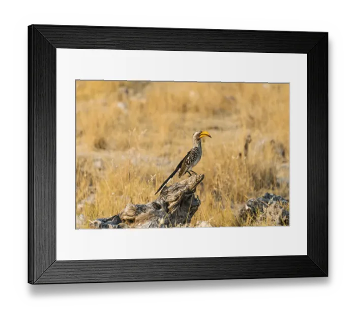 Framed Print : Southern Yellow-billed Hornbill -Tockus leucomelas- sitting on an old tree stump, Etosha National Park, Namibia Framed Print : Southern Yellow-billed Hornbill -Tockus leucomelas- sitting on an old tree stump, Etosha National Park, Namibia