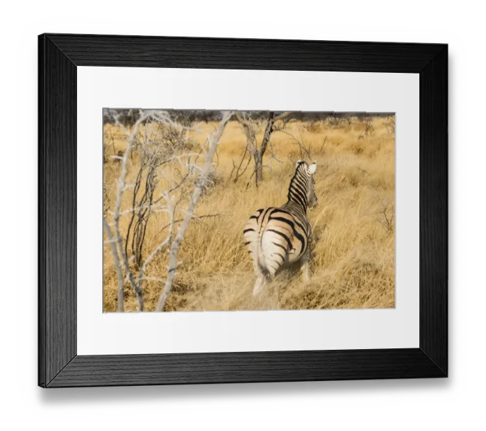 Framed Print : Burchells Zebra -Equus burchellii- in the dry grass, from behind, Etosha National Park, Namibia Framed Print : Burchells Zebra -Equus burchellii- in the dry grass, from behind, Etosha National Park, Namibia