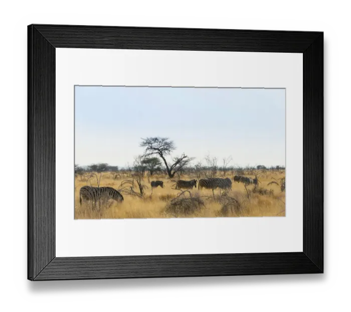 Framed Print : Burchells Zebras -Equus burchellii-, herd in the dry grass, Etosha National Park, Namibia