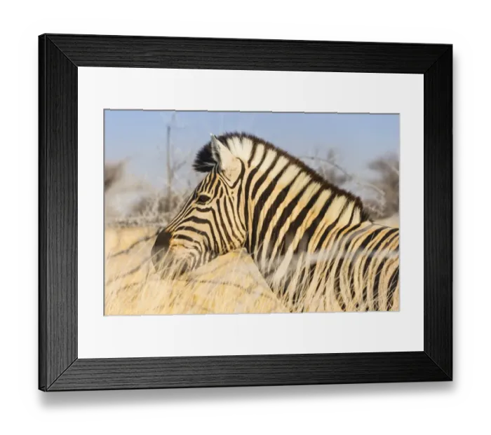 Framed Print : Burchells Zebra -Equus burchellii- in the dry grass, Etosha National Park, Namibia Framed Print : Burchells Zebra -Equus burchellii- in the dry grass, Etosha National Park, Namibia