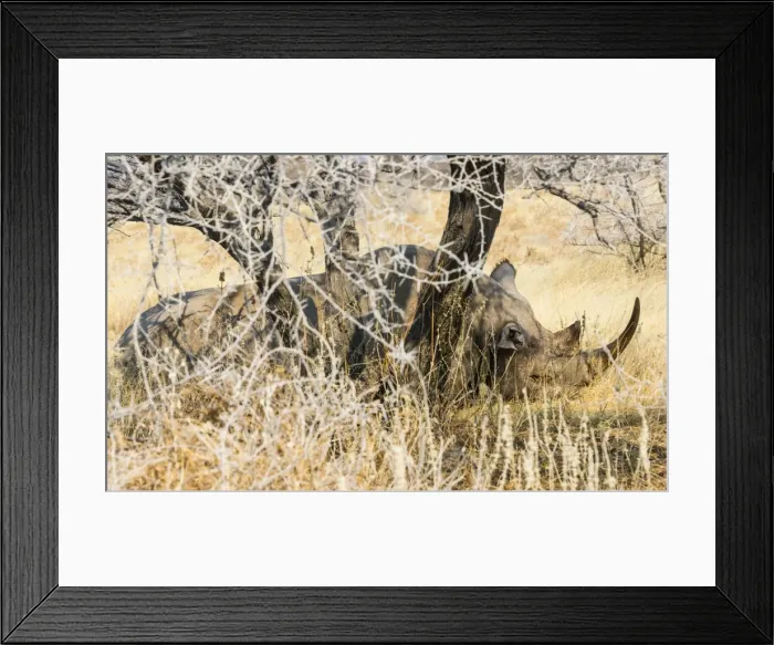 Framed Print : Black Rhinoceros -Diceros bicornis- sleeping camouflaged in the bushes, Etosha National Park, Namibia Framed Print : Black Rhinoceros -Diceros bicornis- sleeping camouflaged in the bushes, Etosha National Park, Namibia