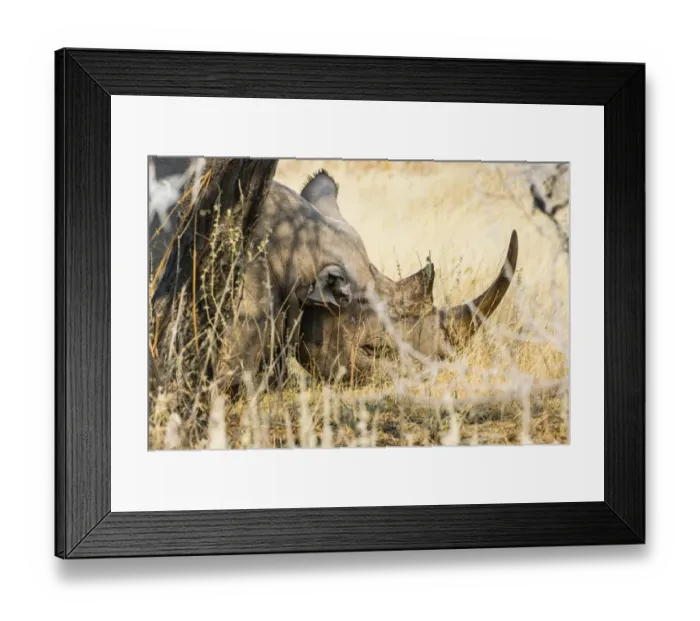 Framed Print : Black Rhinoceros -Diceros bicornis- sleeping camouflaged in the bushes, Etosha National Park, Namibia Framed Print : Black Rhinoceros -Diceros bicornis- sleeping camouflaged in the bushes, Etosha National Park, Namibia
