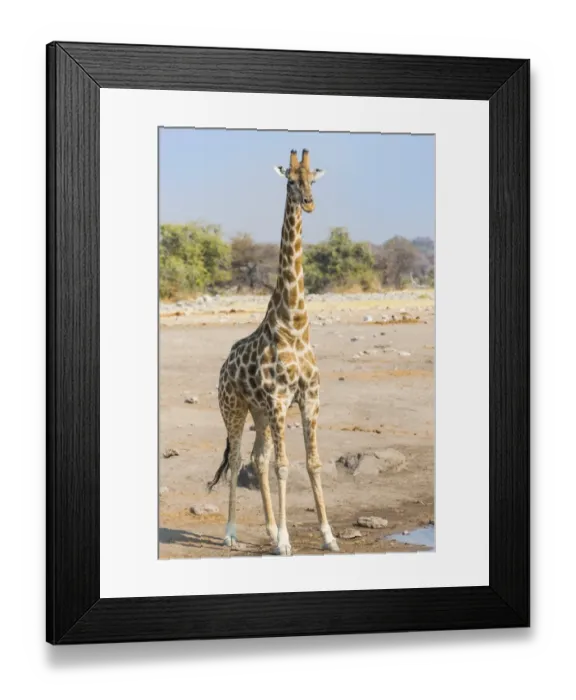 Framed Print : Giraffe -Giraffa camelopardalis- is at the Chudob waterhole, Etosha National Park, Namibia Framed Print : Giraffe -Giraffa camelopardalis- is at the Chudob waterhole, Etosha National Park, Namibia
