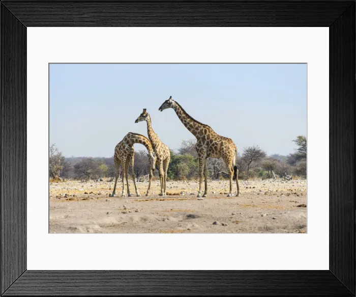 Framed Print : Three giraffes -Giraffa camelopardis-, Etosha National Park, Namibia Framed Print : Three giraffes -Giraffa camelopardis-, Etosha National Park, Namibia