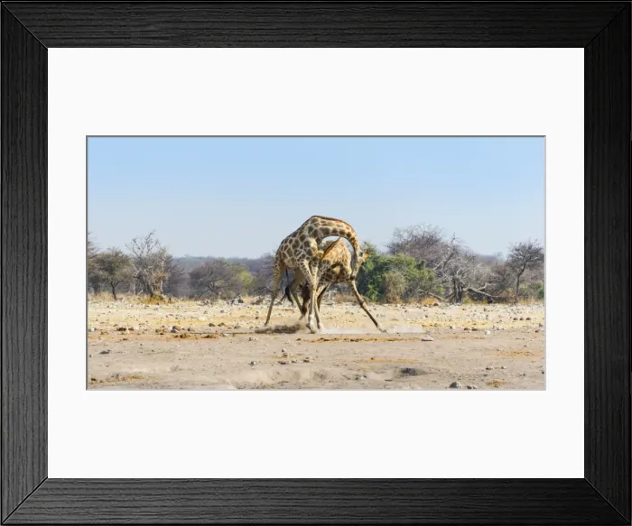 Framed Print : Two giraffes -Giraffa camelopardis- fighting with each other, Etosha National Park, Namibia Framed Print : Two giraffes -Giraffa camelopardis- fighting with each other, Etosha National Park, Namibia