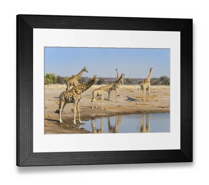 Framed Print : Giraffes -Giraffa camelopardis- at the Chudob waterhole, Etosha National Park, Namibia Framed Print : Giraffes -Giraffa camelopardis- at the Chudob waterhole, Etosha National Park, Namibia
