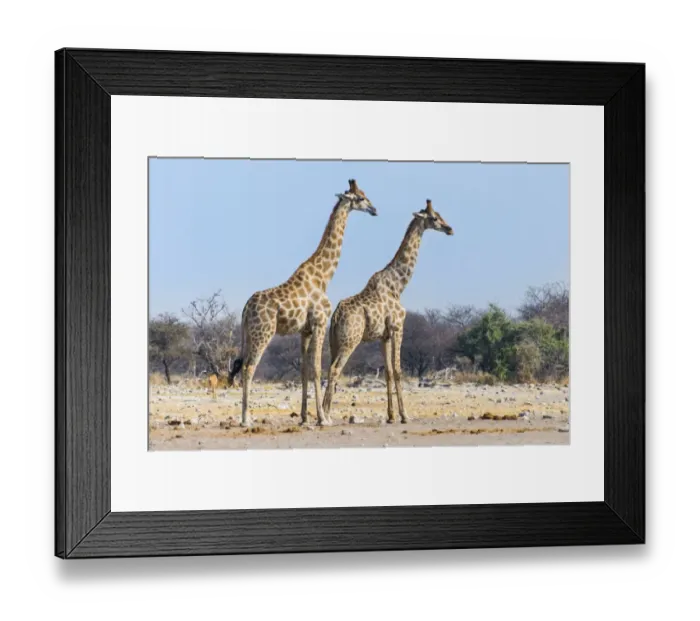 Framed Print : Giraffes -Giraffa camelopardis-, Etosha National Park, Namibia Framed Print : Giraffes -Giraffa camelopardis-, Etosha National Park, Namibia