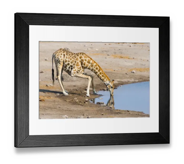 Framed Print : Giraffe -Giraffa camelopardis- drinking at Chudob waterhole, Etosha National Park, Namibia Framed Print : Giraffe -Giraffa camelopardis- drinking at Chudob waterhole, Etosha National Park, Namibia