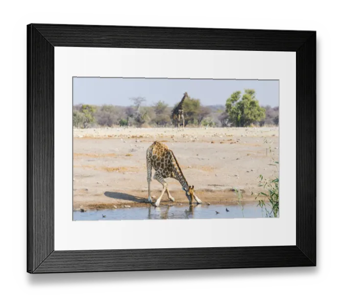 Framed Print : Giraffe -Giraffa camelopardis- drinking at Chudob waterhole, Etosha National Park, Namibia