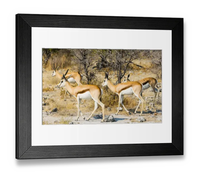 Framed Print : Springboks -Antidorcas marsupialis-, Etosha National Park, Namibia Framed Print : Springboks -Antidorcas marsupialis-, Etosha National Park, Namibia