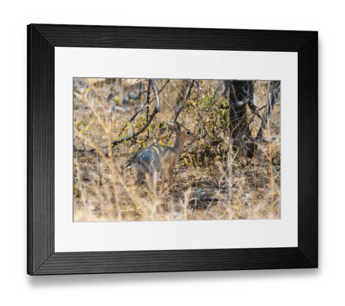 Framed Print : Kirks Dik-dik -Madoqua kirki- in the bush, Etosha National Park, Namibia Framed Print : Kirks Dik-dik -Madoqua kirki- in the bush, Etosha National Park, Namibia