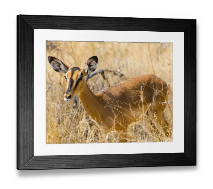 Framed Print : Black Faced Impala -Aepyceros melampus petersi- in the tall grass, Etosha National Park, Namibia Framed Print : Black Faced Impala -Aepyceros melampus petersi- in the tall grass, Etosha National Park, Namibia