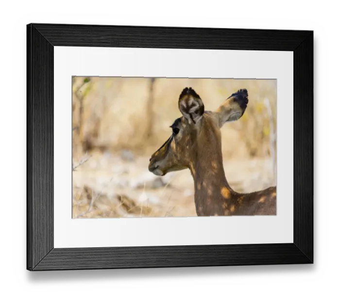 Framed Print : Black Faced Impala -Aepyceros melampus petersi-, Etosha National Park, Namibia Framed Print : Black Faced Impala -Aepyceros melampus petersi-, Etosha National Park, Namibia