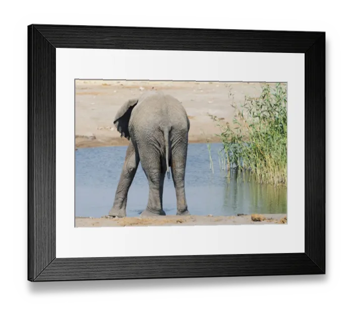 Framed Print : African Elephant -Loxodonta africana- at the Chudop waterhole, Etosha National Park, Namibia Framed Print : African Elephant -Loxodonta africana- at the Chudop waterhole, Etosha National Park, Namibia