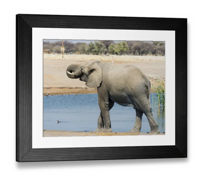 Framed Print : African Elephant -Loxodonta africana- drinking at the Chudop waterhole, Etosha National Park, Namibia Framed Print : African Elephant -Loxodonta africana- drinking at the Chudop waterhole, Etosha National Park, Namibia