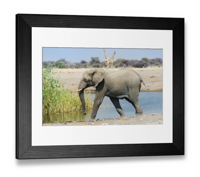 Framed Print : African Elephant -Loxodonta africana- at the Chudop waterhole, Etosha National Park, Namibia Framed Print : African Elephant -Loxodonta africana- at the Chudop waterhole, Etosha National Park, Namibia