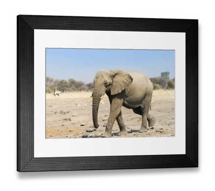Framed Print : African Elephant -Loxodonta africana-, Etosha National Park, Namibia Framed Print : African Elephant -Loxodonta africana-, Etosha National Park, Namibia