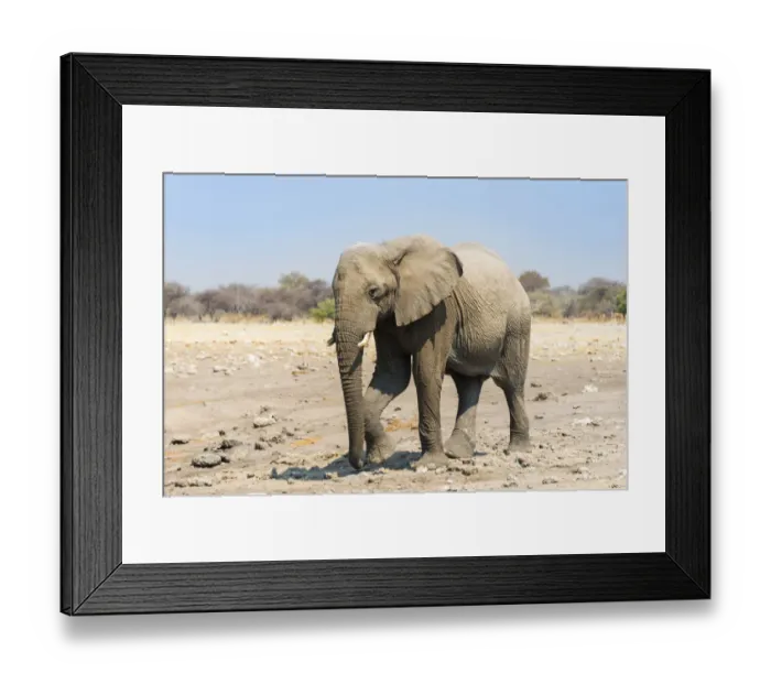 Framed Print : African Elephant -Loxodonta africana-, Etosha National Park, Namibia Framed Print : African Elephant -Loxodonta africana-, Etosha National Park, Namibia
