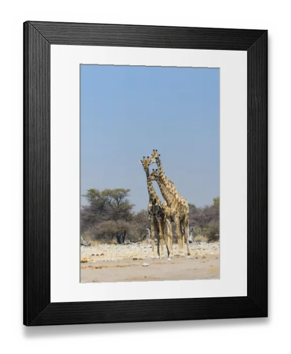 Framed Print : Three giraffes -Giraffa camelopardalis-, Etosha National Park, Namibia Framed Print : Three giraffes -Giraffa camelopardalis-, Etosha National Park, Namibia