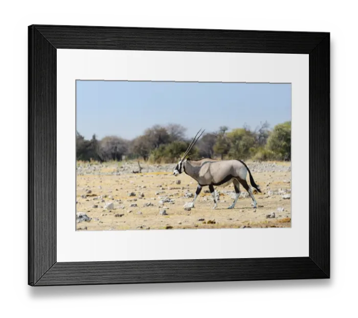 Framed Print : Gemsbok -Oryx gazella-, Etosha National Park, Namibia Framed Print : Gemsbok -Oryx gazella-, Etosha National Park, Namibia